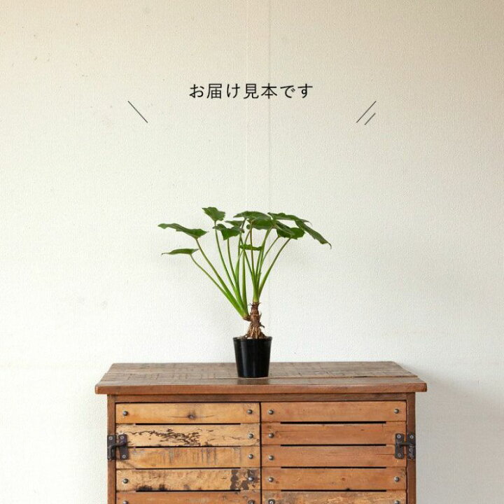 楽天市場】特注品！根上がりクッカバラ「分頭」コンパクト仕立て 