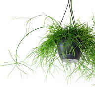 リプサリス・カシエロリプサリスカシエロ　吊り下げ 観葉植物 吊り鉢 紐サボテン 吊るす 室内 おしゃれ …
