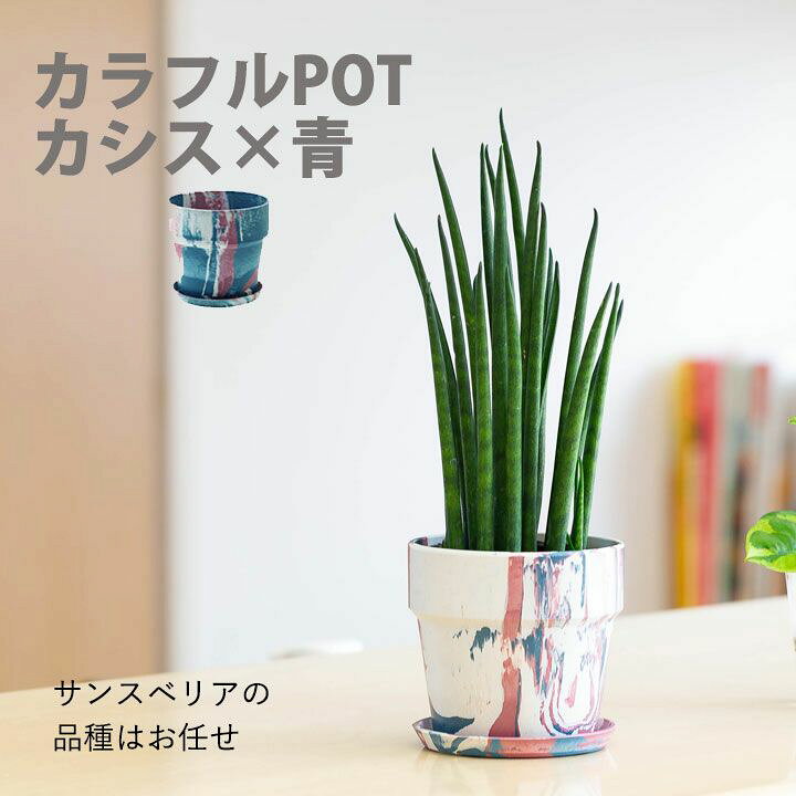 楽天市場】【観葉植物 小さい】サンスベリア ミカド おしゃれ 2種類の 