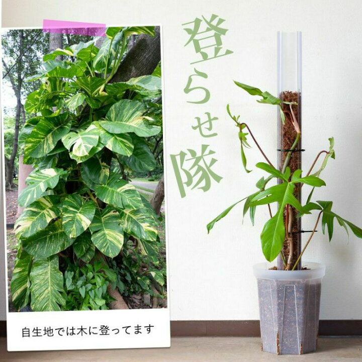 楽天市場】『透明』ねこ型登り棒（高さ30cm：太さ5.5cm）猫の登り棒 ね 