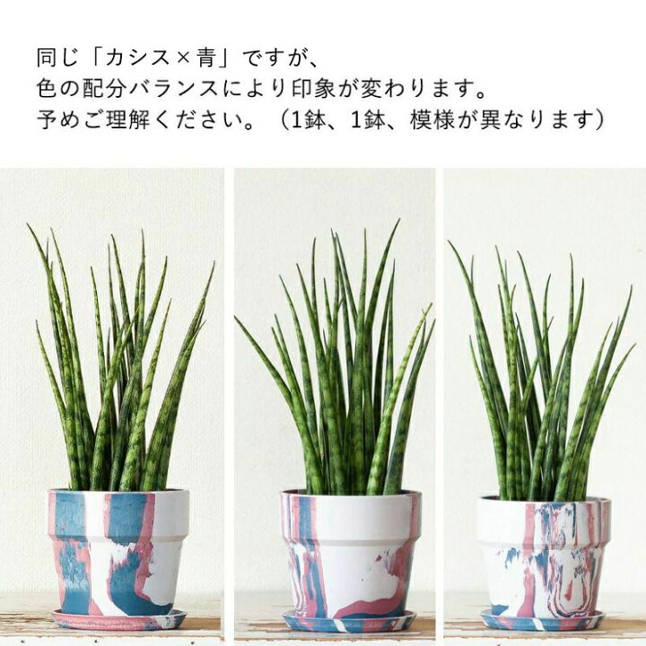 楽天市場】【観葉植物 小さい】サンスベリア ミカド おしゃれ 2種類の 