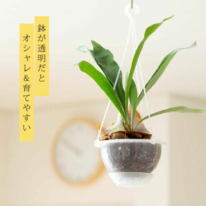 REu˂`bvvŐAulK~GAIRvŊyŁ݂邷 ݂艺 ݂蔫 nMO ϗtA lR`bv ˂݂ Xbg  Aؔ 5 ~j   