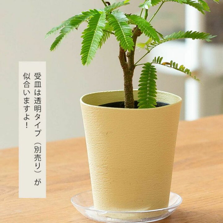 楽天市場】小さめだけど、幹がしっかりしてるエバーフレッシュネムノキ 