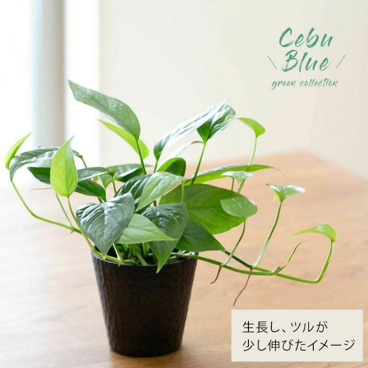楽天市場】Cebu-Blue（セブブルー） 3号typeエピプレムナム ピナツム 