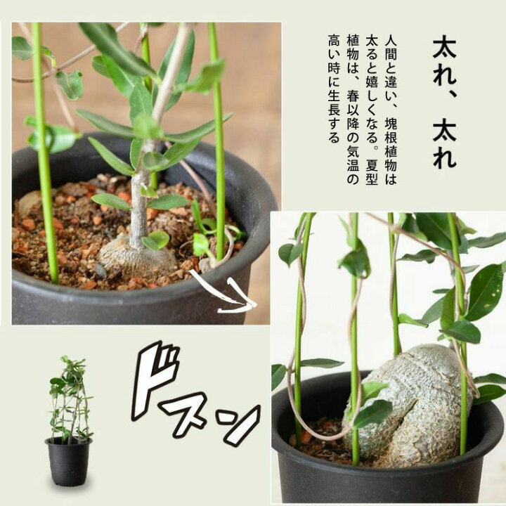 楽天市場】火星人（フォッケア・エデュリス）塊根 多肉 植物 観葉 ツル 