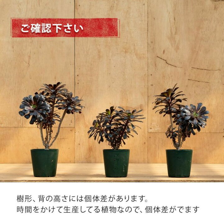 楽天市場】【4/11〜のお届け】黒い多肉！黒法師「ダークグレー 