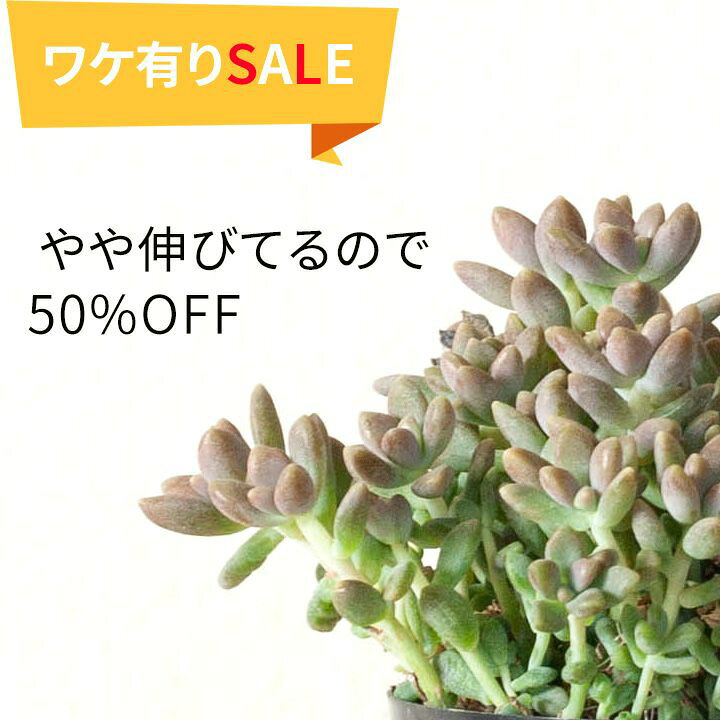 楽天市場】【訳有りSALE】 姫秋麗（ヒメシュウレイ）多肉植物 グラプト 