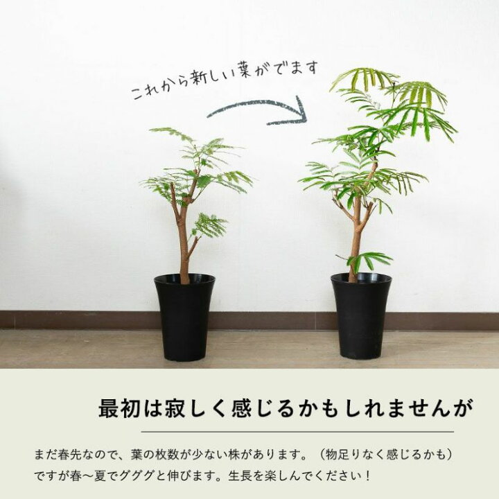楽天市場】【数量限定】6号にしては幹が太い、幹太エバーフレッシュ 