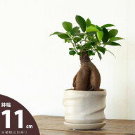 「作家もの」に似た雰囲気。それでいてリーズナブルな植木鉢（10.5cm）観葉植物 植え替え 鉢カバー おし…