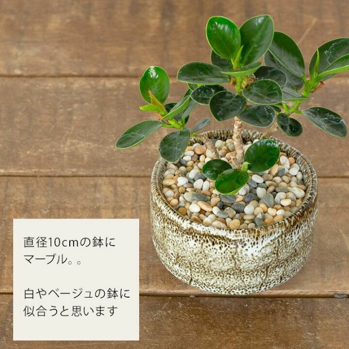 楽天市場】観葉植物 土隠し (飾り石) 化粧砂利 460g 化粧石 マルチング 