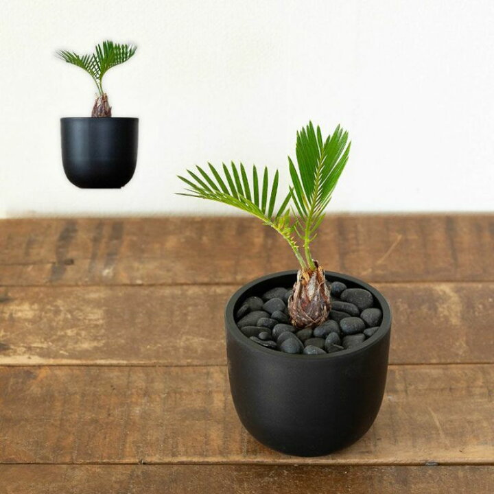 楽天市場】観葉植物 土隠し (飾り石) 化粧砂利 460g 化粧石 マルチング 