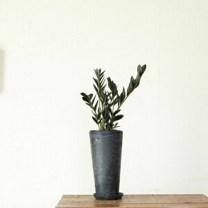 yāAli̊ɍAX^CbVci13.5cmjAؔ ϗtA Aւ Jo[  ȐAؔ   A y K[fjO  Mtg v[g 