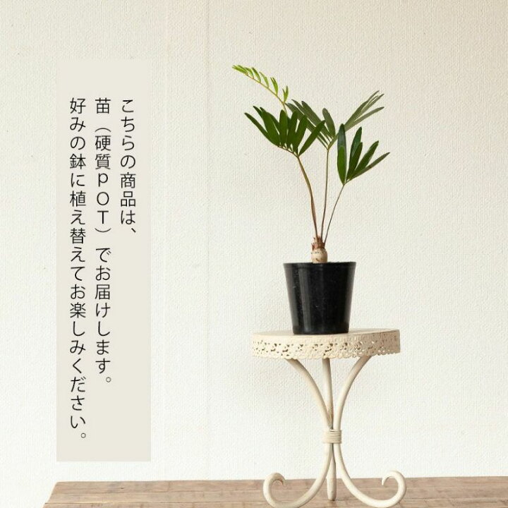 楽天市場】ザミア・フロリダーナ2.5号硬質POT観葉植物 苗 植物 室内 
