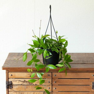 zEA OVXz A OVX ݂艺 ݂蔫 ݂邷 ϗt A nMO  CeA  CeAO[ K[fjO ItBX rO  