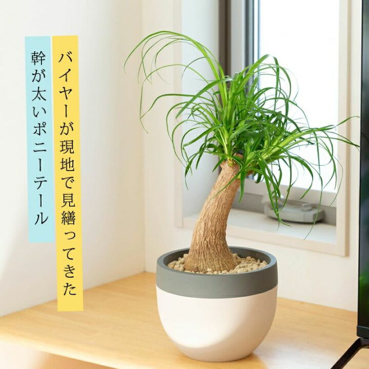 楽天市場】人気の北欧鉢に、植物を。今月は「ポニーテール 