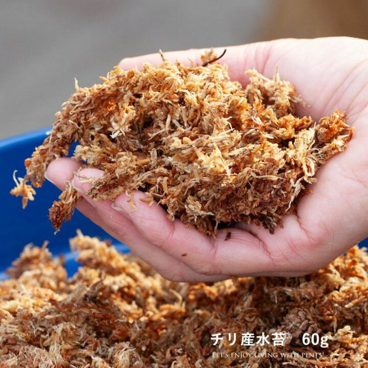 楽天市場】水苔（60g）「登り棒の中に詰める」のに便利！みずごけ 