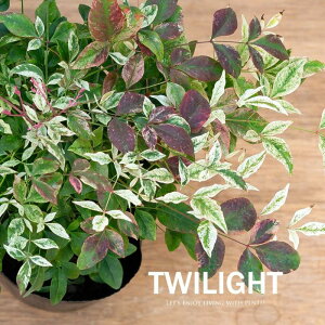 VugCCgvie O A   񂹐A A gt Vi  sN ͗l