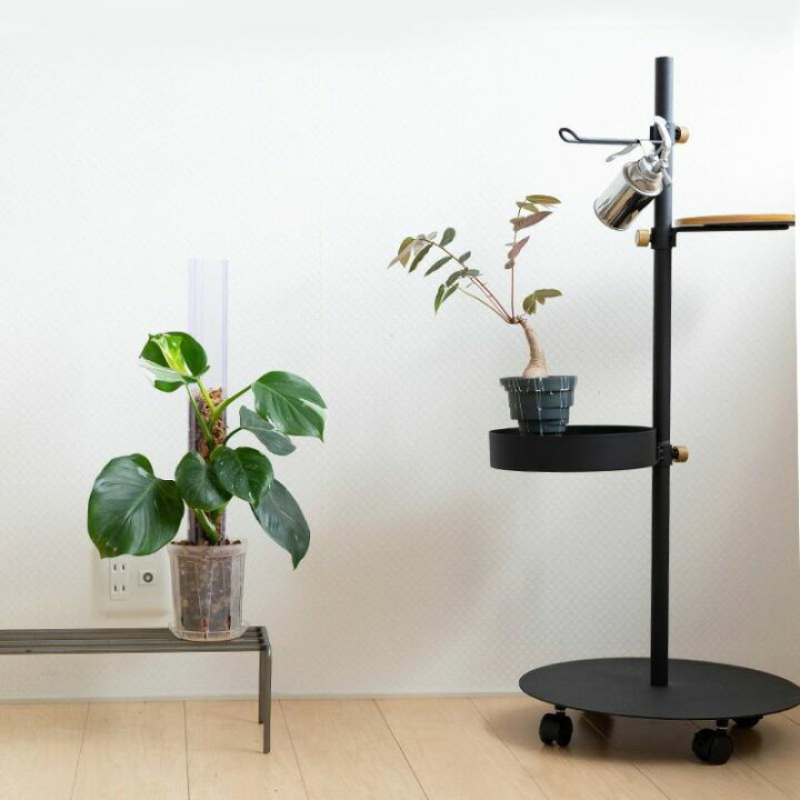楽天市場】【数量限定】フィランサス ミラビリス塊根 植物 コーデック 