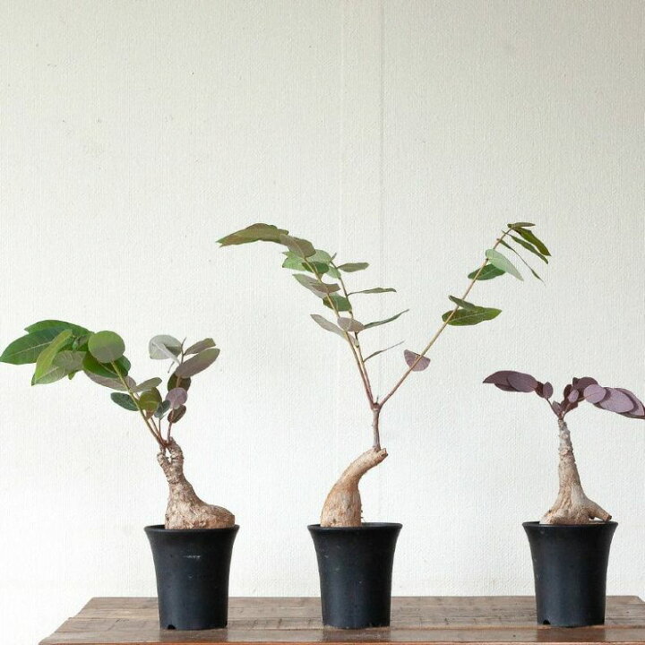 楽天市場】【数量限定】フィランサス ミラビリス塊根 植物 コーデック 