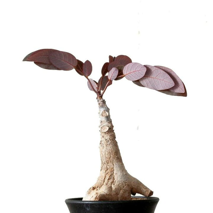 楽天市場】【数量限定】フィランサス ミラビリス塊根 植物 コーデック 