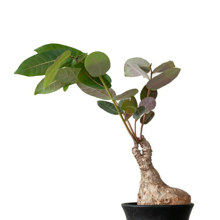 楽天市場】【数量限定】フィランサス ミラビリス塊根 植物 コーデック 