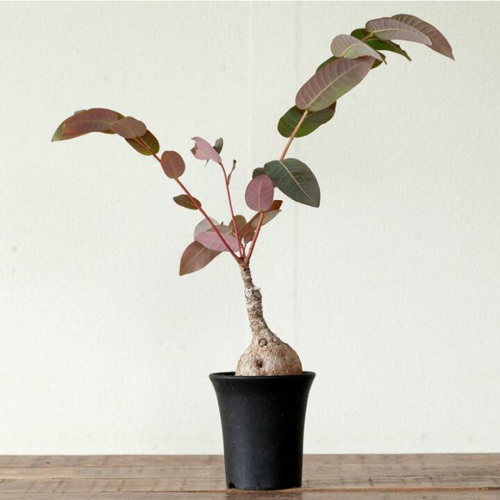 楽天市場】【数量限定】フィランサス ミラビリス塊根 植物 コーデック 