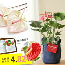 【今だけ！スーパー早割SALE】 母の日ギフト 小松さんのアンスリウム（同梱不可商品） 観葉植物 鉢 プレゼント ギフト 2026 アンスリューム 花 鉢植え 鉢花 花鉢 母の日 母 義母 おしゃれ かわいい 長持ち 選べる 品種 ピンク 赤 室内 鉢がおしゃれ 育てやすい 簡単 豪華