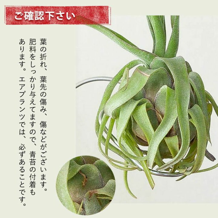 楽天市場】【4/9〜のお届け】エアプランツ・ストレプトフィラエアー 