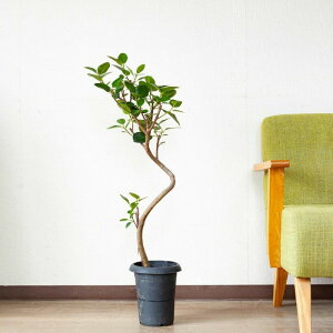 フランスゴム幹曲がり※同梱不可商品です観葉植物 ゴムの木 床置き 室内 おしゃれ リビング ダイニング オフィス インテイリア