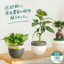 【お届けは7/10〜】有名農家の観葉植物、北欧鉢に植えて ポトス グローバルグリーン/フィカス ベンガレンシス /ソフィア/メラニー ゴムの木 観葉植物 鉢 ベンガルゴム メラニーゴム 小さい 浅岡園芸 ニチドリ おしゃれ