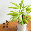 ●お届けは5/21〜【観葉植物 縁起物】観音竹・綾錦（カンノンチク・アヤニシキ）新築祝い 引っ越し祝い 誕生日 室内 インテリア 和風 鉢植え おしゃれ ギフト プレゼント 縁起 風水 リビング 鉢 おしゃれ 人気 ミニ観葉植物 ミニ樹木 竹 バンブー ヤシ