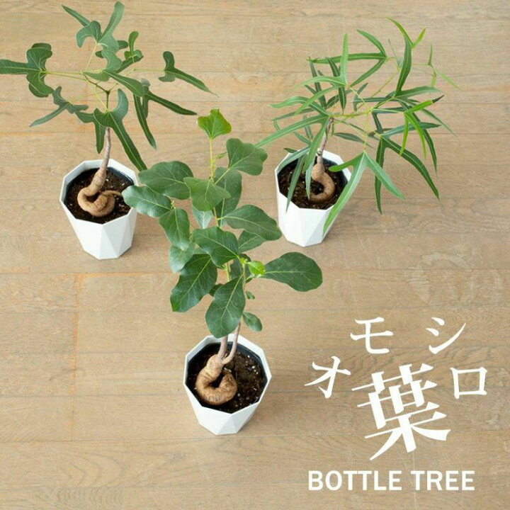 楽天市場】葉が面白いボトルツリー（ブラキチトン・ポプルネウス）5号 