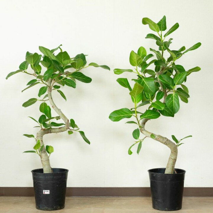 楽天市場】【大型の観葉植物selection 】今回は天久さんの「フィカス 
