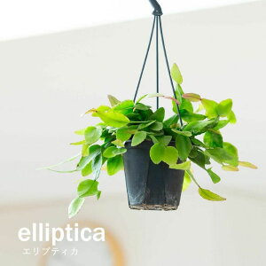 荠TCYIvTX̃nMORNVϗtA ݂艺 ݂邷 ݂蔫 RT{e   nMO A rO   CeA S GveB