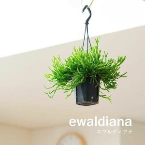 荠TCYIvTX̃nMORNVϗtA ݂艺 ݂邷 ݂蔫 RT{e   nMO A rO   CeA S GveB