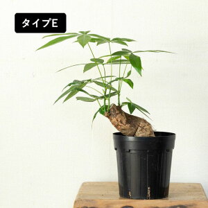 yʐ^őIׂz򍪐A݂ȕȂAȂpLʐ^i ϗtA