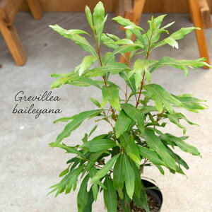 y3zOrAEoCi6isjOA OrAES[h   x_