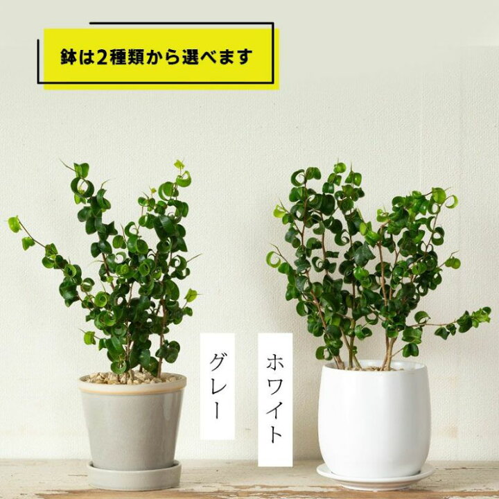 楽天市場】フィカス・ベンジャミン