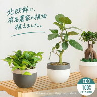 【お届けは5/20〜】有名農家の観葉植物を、北欧鉢に植えました今の旬は、ポトス・グローバルグリーン（浅…