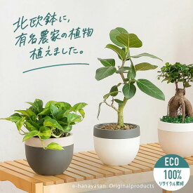 【予約品・お届けは6/24〜】有名農家の観葉植物を、北欧鉢に植えました今の旬は、ポトス・グローバルグリーン（浅岡園芸） 観葉植物 おしゃれ 新築祝い 引っ越し祝い 誕生日 植物 浅岡園芸