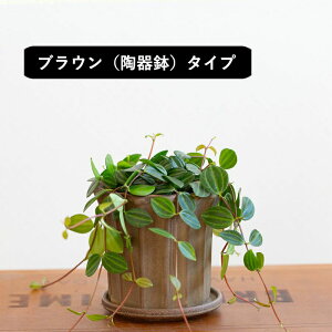 y͂11/28`zĂVƂĂ􂢂́uAO[^vϗtA A  CeA  ~j  Mtg v[g a CeAO[ K[