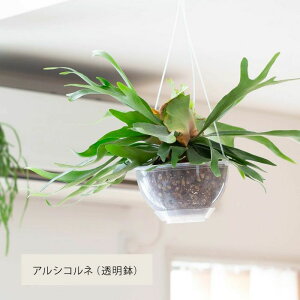 ǂǂI͋rWA̎pV_iREj݂蔫 ݂艺 AVRl lU[h B[`[  rJNV_ т nMO ϗtA   C