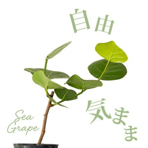 [DłBV[O[v3.5cϗtA c Aւ   rO _CjO ItBX CeA