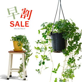 【今だけ早割】●お届けは3/13〜・シュガーバインのスーパーロング観葉植物 ツル性 吊り下げ 吊るす 吊り鉢 ハンギング 室内 インテリア おしゃれ ギフト プレゼント 誕生日 インテリアグリーン ガーデニング オフィス リビング 鉢 おしゃれ 人気 イエロー 黄 ブラック