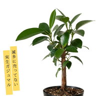 珍しい、実生ガジュマル観葉植物 ガジュマル 苗 小さい ミニ おしゃれ 植物 がじゅまる 種 インテリア オ…