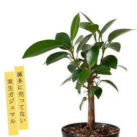 楽天市場】本当の多肉植物ファンなら目から鱗レア中のレア、ついに 