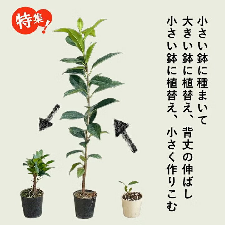 楽天市場】珍しい、実生ガジュマル観葉植物 ガジュマル 苗 小さい ミニ 