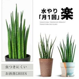 サンスベリア ミカド 観葉植物 小さい ミニサイズ 虫が付きにくい 初心者向け 陰に強い サンセベリア おしゃれ ミニ 葉が細い 品種 陰 強い 丈夫 育て方説明書付き テーブル 誕生日プレゼント 簡単 人気 鉢色 茶 黒 ピンク 白 オレンジ 青 風水 トイレ