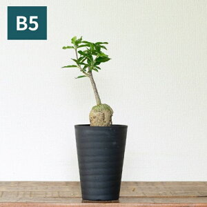 yʐ^őIׂzɑĂ܂IΐlitHbPAEGfXjʐ^i 򍪐A ϗtA JZCW