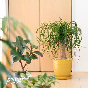 ���������I�K�`�b�b�Ƃ����|�j�[�e�[���ϗt�A�� ���� �C���e���A ������� �M�t�g �v���[���g �a���� �C���e���A�O���[�� �K�[�f�j���O �I�t�B�X ���r���O �� ������� �l�C �C�G���[ �O��